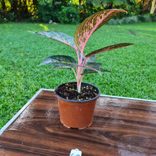 Load image into Gallery viewer, #49 Aglaonema hybrid