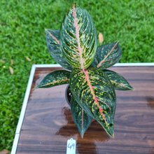 Load image into Gallery viewer, #49 Aglaonema hybrid