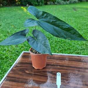 #12 Anthurium Unknown ID