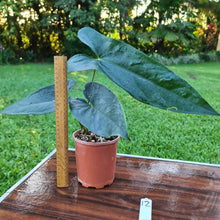 Load image into Gallery viewer, #12 Anthurium Unknown ID