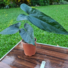 Load image into Gallery viewer, #12 Anthurium Unknown ID