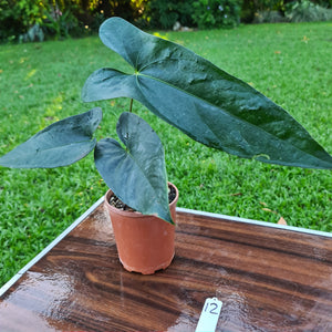 #12 Anthurium Unknown ID