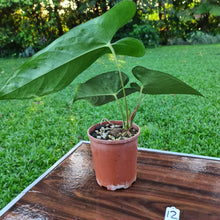 Load image into Gallery viewer, #12 Anthurium Unknown ID