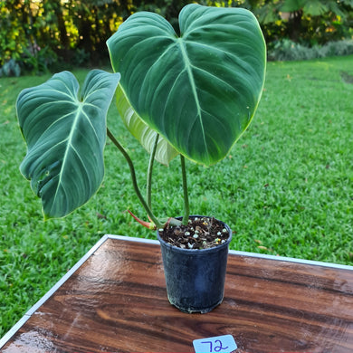 #72 Philodendron Gloriosum