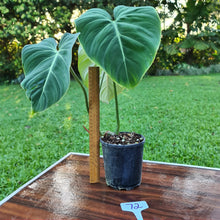Load image into Gallery viewer, #72 Philodendron Gloriosum
