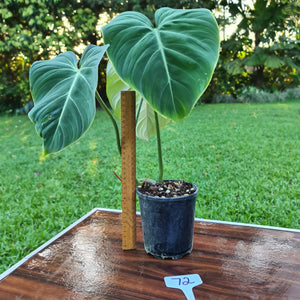 #72 Philodendron Gloriosum