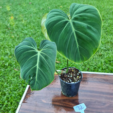 Load image into Gallery viewer, #72 Philodendron Gloriosum