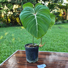 Load image into Gallery viewer, #72 Philodendron Gloriosum