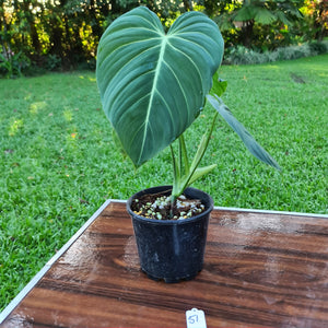 #51 Large Philodendron Glorious (Melanochrysum x Gloriosum)