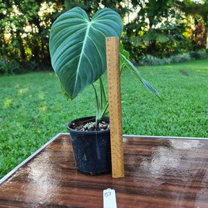 #51 Large Philodendron Glorious (Melanochrysum x Gloriosum)