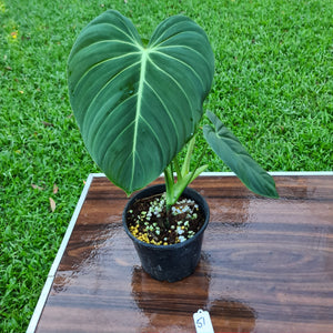 #51 Large Philodendron Glorious (Melanochrysum x Gloriosum)