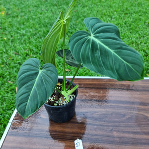 #51 Large Philodendron Glorious (Melanochrysum x Gloriosum)