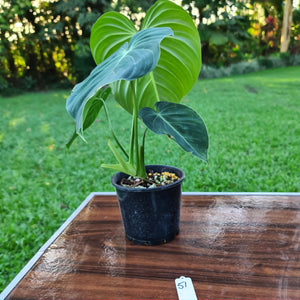 #51 Large Philodendron Glorious (Melanochrysum x Gloriosum)