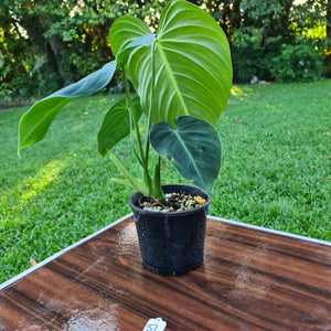 #51 Large Philodendron Glorious (Melanochrysum x Gloriosum)