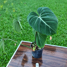 Load image into Gallery viewer, #32 Philodendron Gloriosum