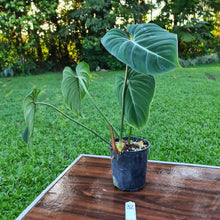 Load image into Gallery viewer, #32 Philodendron Gloriosum
