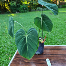 Load image into Gallery viewer, #32 Philodendron Gloriosum