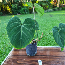Load image into Gallery viewer, #32 Philodendron Gloriosum