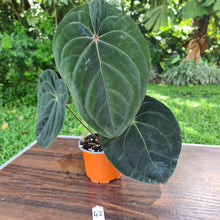 Load image into Gallery viewer, #42 Anthurium Hoffmanii