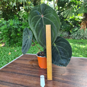 #42 Anthurium Hoffmanii