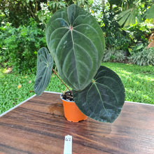 Load image into Gallery viewer, #42 Anthurium Hoffmanii