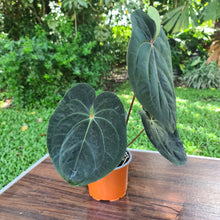 Load image into Gallery viewer, #42 Anthurium Hoffmanii