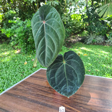 Load image into Gallery viewer, #42 Anthurium Hoffmanii