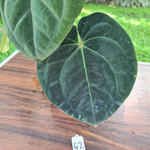 Load image into Gallery viewer, #42 Anthurium Hoffmanii