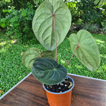 Load image into Gallery viewer, #42 Anthurium Hoffmanii