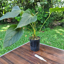 Load image into Gallery viewer, #390 Anthurium Bosworth Beauty