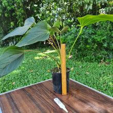 Load image into Gallery viewer, #390 Anthurium Bosworth Beauty