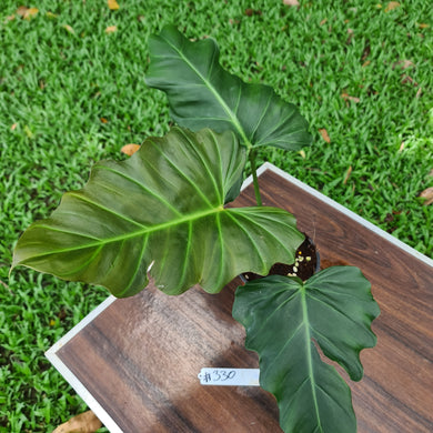 #330 Philodendron Corsinianum / 'Bronze Shield'