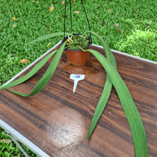 Load image into Gallery viewer, #138 Anthurium Vittarifolium