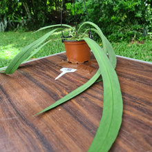 Load image into Gallery viewer, #138 Anthurium Vittarifolium