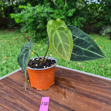 Load image into Gallery viewer, #110 Anthurium Forgetii  hybrid