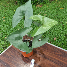 Load image into Gallery viewer, #87 Anthurium Berriozabalense