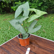 Load image into Gallery viewer, #87 Anthurium Berriozabalense