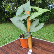 Load image into Gallery viewer, #87 Anthurium Berriozabalense