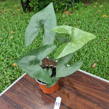 Load image into Gallery viewer, #87 Anthurium Berriozabalense