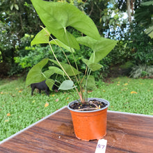 Load image into Gallery viewer, #87 Anthurium Berriozabalense