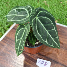 Load image into Gallery viewer, #108 Anthurium Crystallinum x