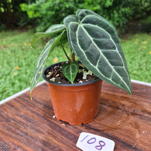 Load image into Gallery viewer, #108 Anthurium Crystallinum x
