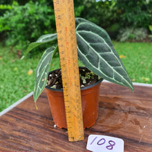 Load image into Gallery viewer, #108 Anthurium Crystallinum x