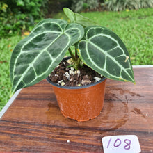 Load image into Gallery viewer, #108 Anthurium Crystallinum x
