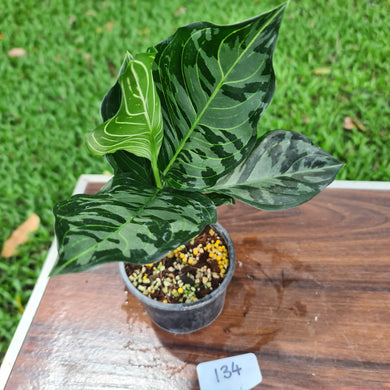 #134 Aglaonema Rotundum x Tricolor