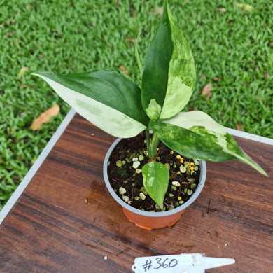 #360 Aglaonema Modestum Variegatum
