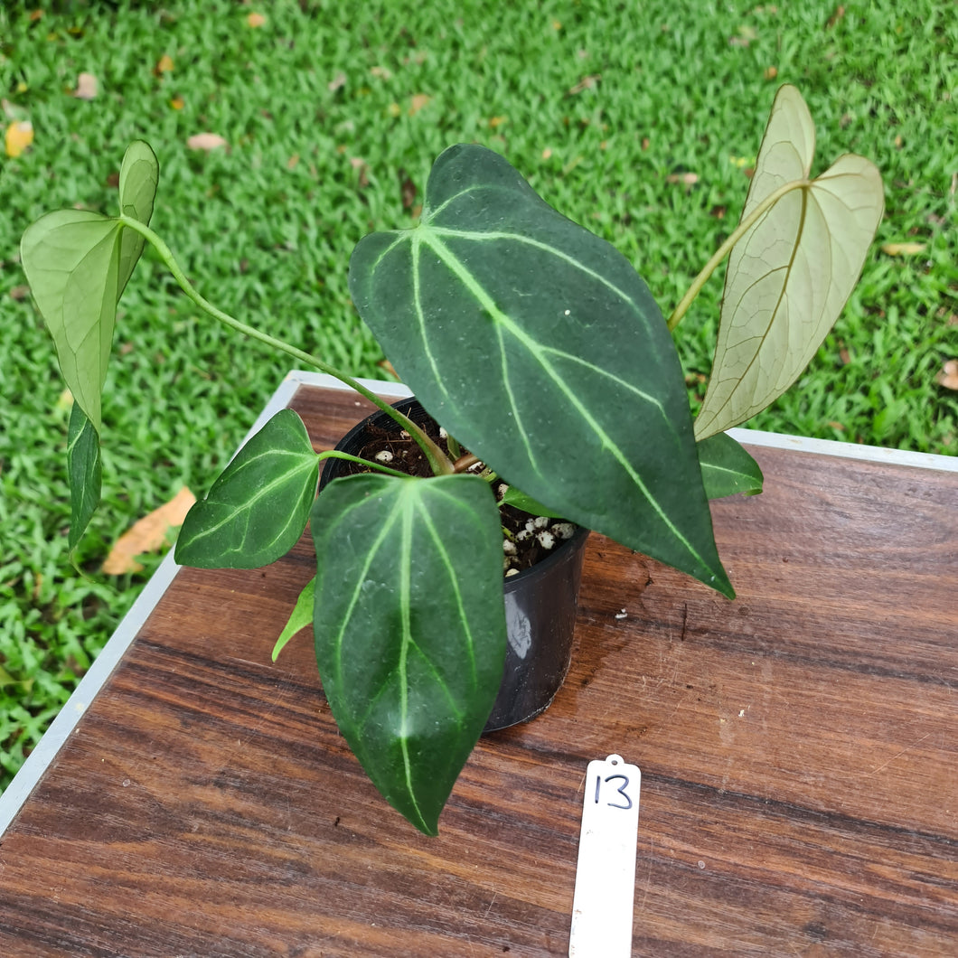 #13 Anthurium Crystallinum x 'Black Sensation'