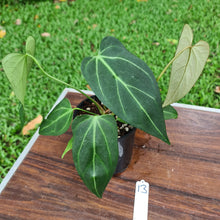 Load image into Gallery viewer, #13 Anthurium Crystallinum x &#39;Black Sensation&#39;