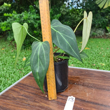 Load image into Gallery viewer, #13 Anthurium Crystallinum x &#39;Black Sensation&#39;