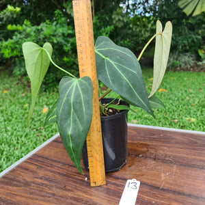 #13 Anthurium Crystallinum x 'Black Sensation'